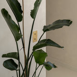 Antiek Messing dubbele 2x verticale schakelaar, strak gemonteerd op een lichtgrijze muur achter een groene plant. 